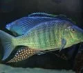 Taeniolethrinops Praeorbitalis