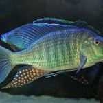 Taeniolethrinops Praeorbitalis