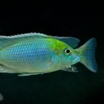 Tramitichromis Brevis