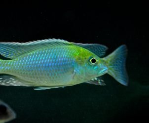 Tramitichromis Brevis