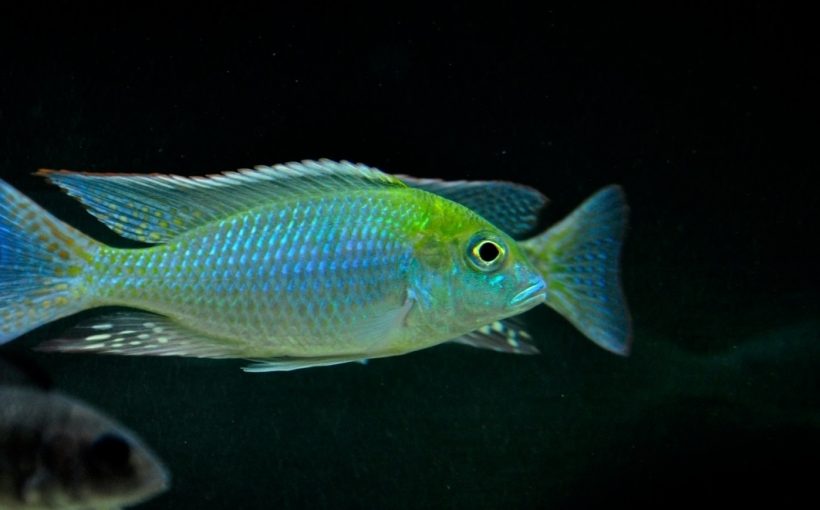 Tramitichromis Brevis