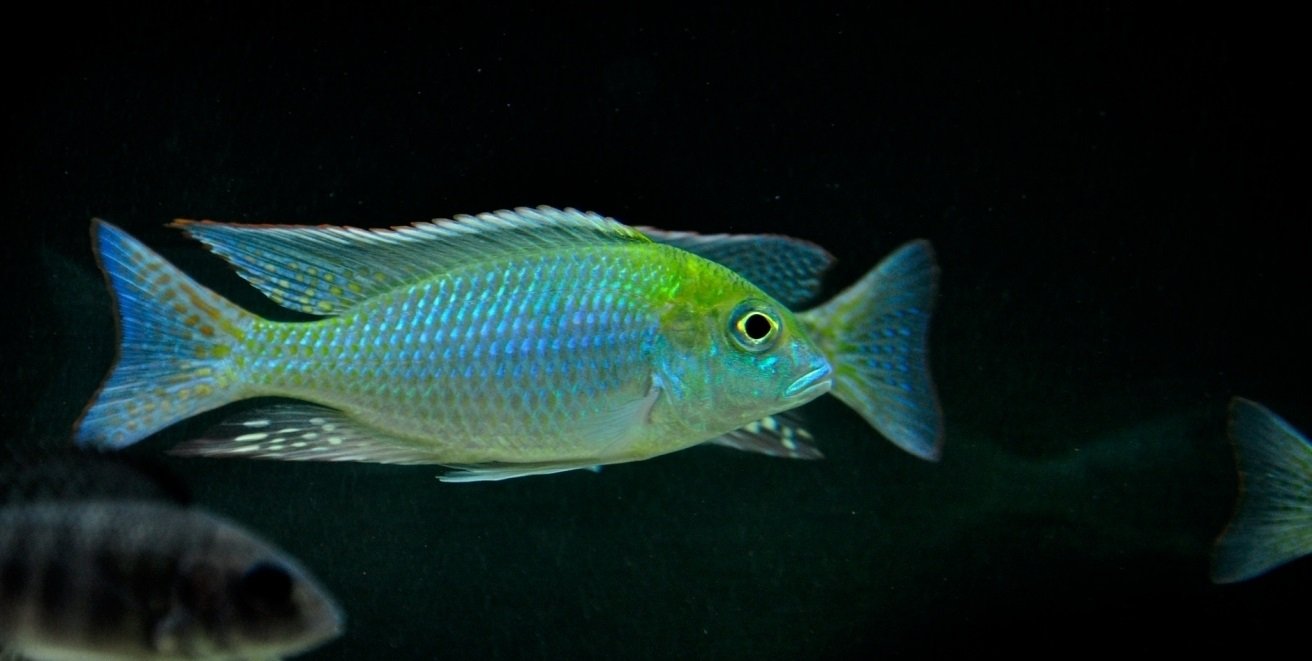 Tramitichromis Brevis