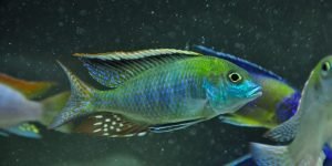 Tramitichromis Intermedius