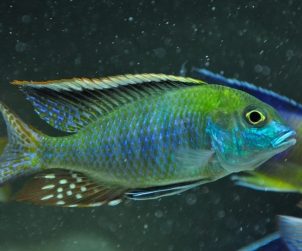 Tramitichromis Intermedius