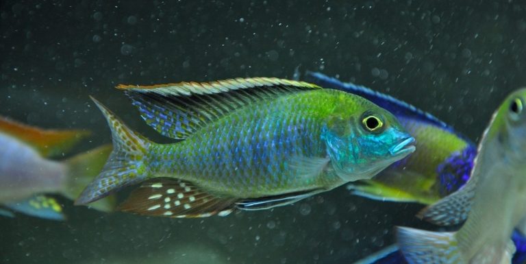 Tramitichromis Intermedius