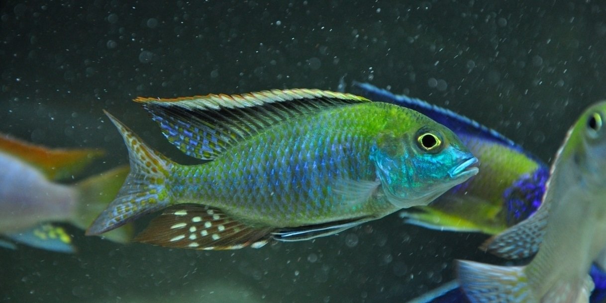 Tramitichromis Intermedius
