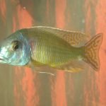 Tramitichromis Lituris