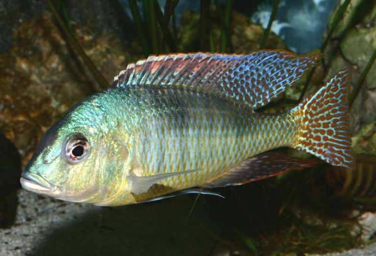 Trematocranus Microstoma