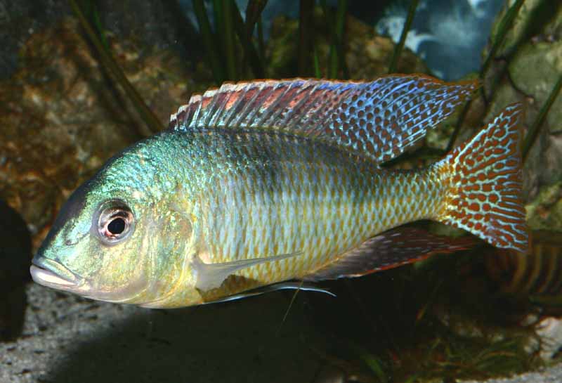 Trematocranus Microstoma