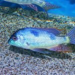 Trematocranus Placodon