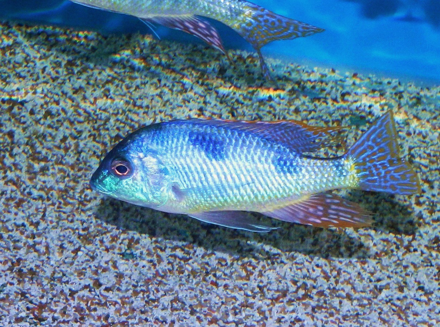 Trematocranus Placodon