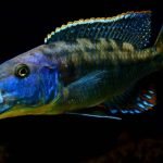 Tyrannochromis Macrostoma