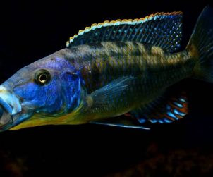 Tyrannochromis Macrostoma