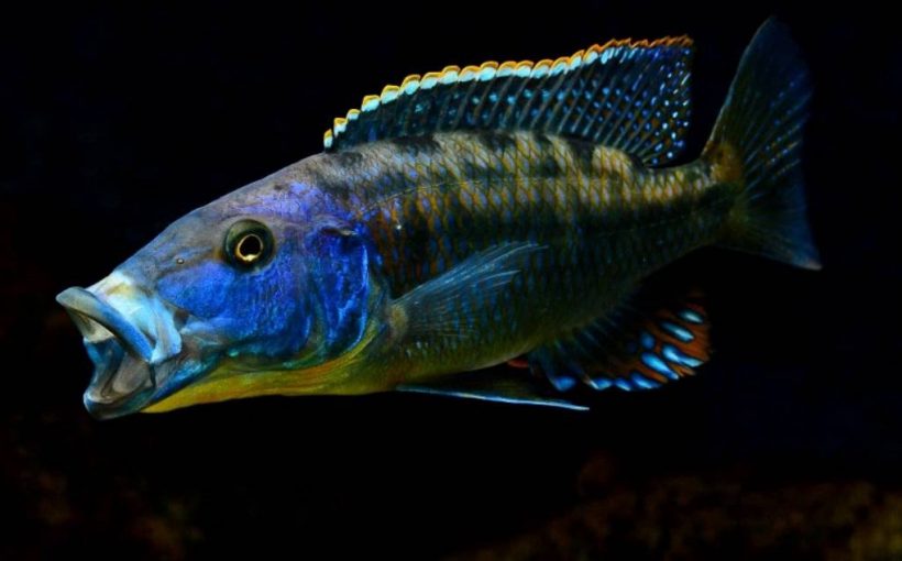 Tyrannochromis Macrostoma