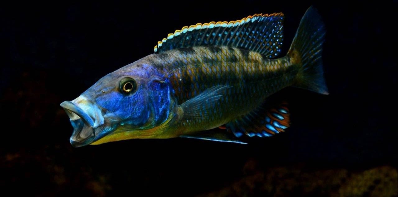 Tyrannochromis Macrostoma