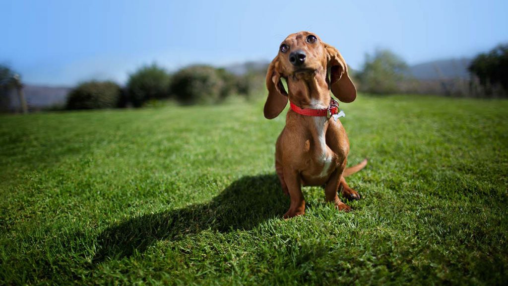 Köpek Bakımı ve Sağlığı