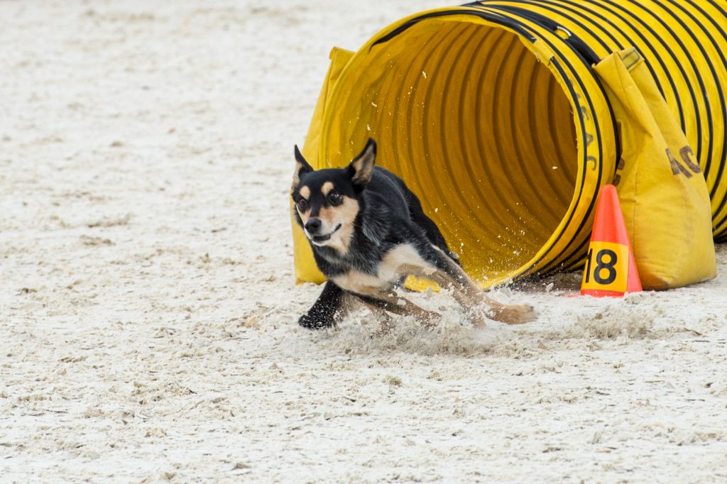 Köpekler için Egzersiz Önerileri