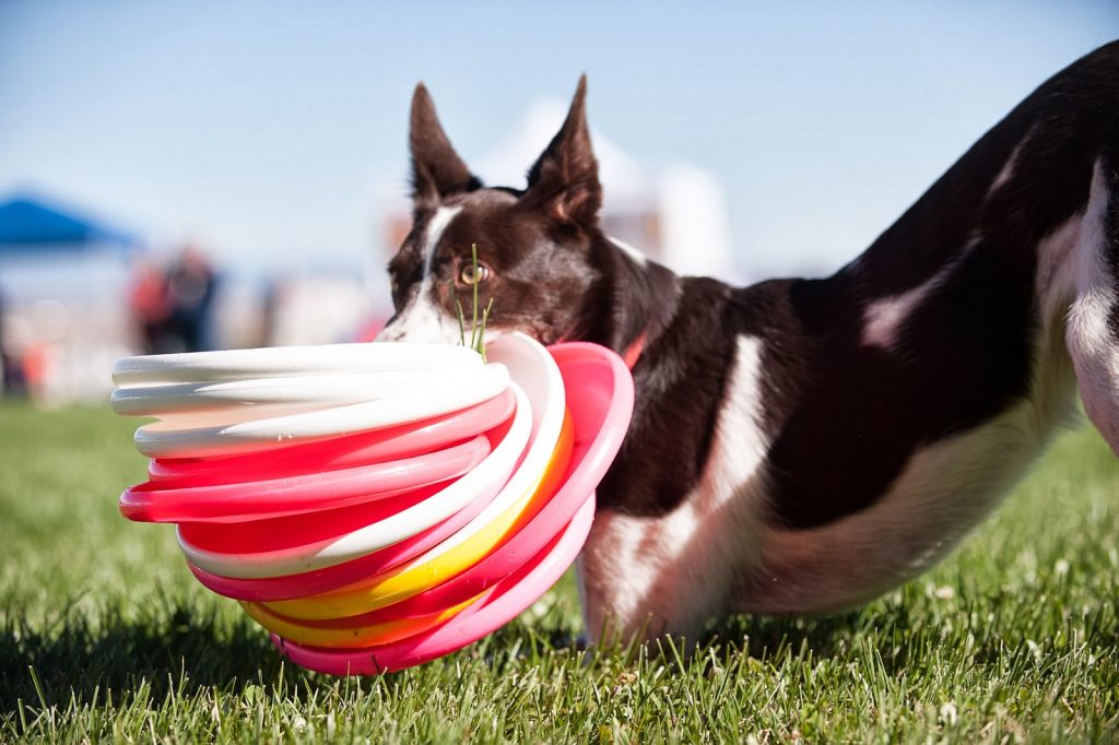 Köpekler için Egzersiz Önerileri