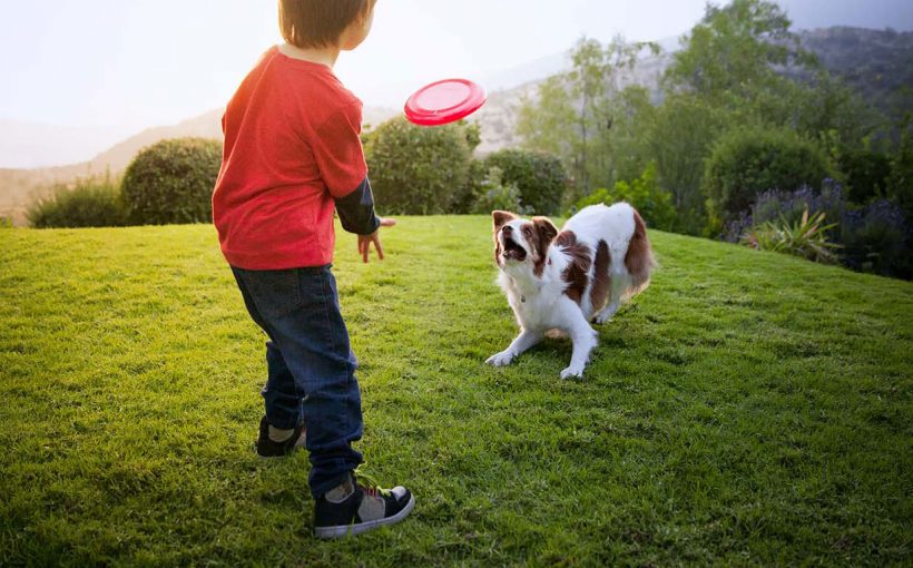 Köpekler için Egzersiz Önerileri