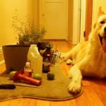 Köpeklerde Bit ve Pire Temizliği Nasıl Yapılır?