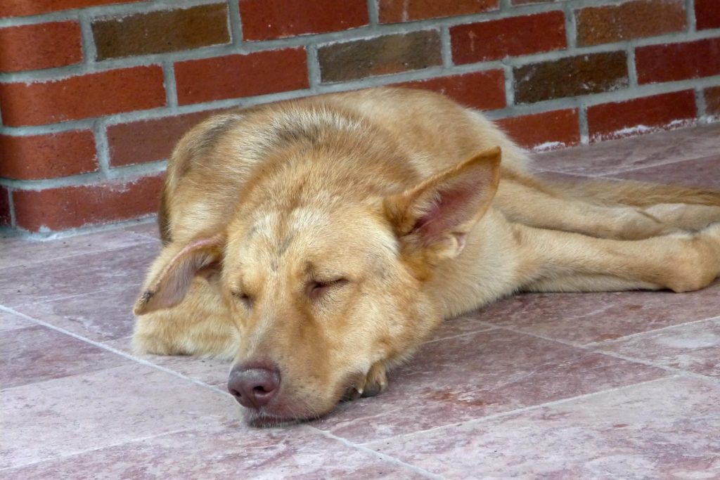 Köpeklerde Bit ve Pire Temizliği Nasıl Yapılır?