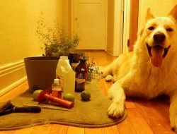 Köpeklerde Bit ve Pire Temizliği Nasıl Yapılır?