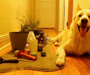 Köpeklerde Bit ve Pire Temizliği Nasıl Yapılır?