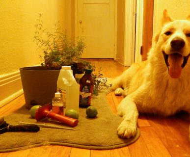 Köpeklerde Bit ve Pire Temizliği Nasıl Yapılır?