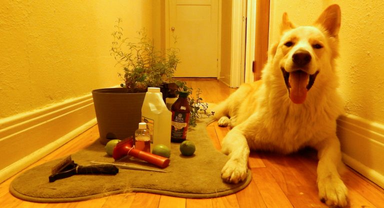 Köpeklerde Bit ve Pire Temizliği Nasıl Yapılır?