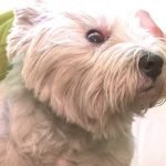 Köpeklerde Göz Temizliği Nasıl Yapılır?