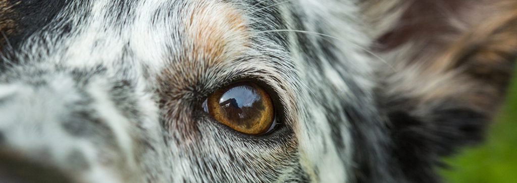 Köpeklerde Göz Temizliği Nasıl Yapılır?