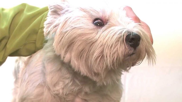 Köpeklerde Göz Temizliği Nasıl Yapılır?