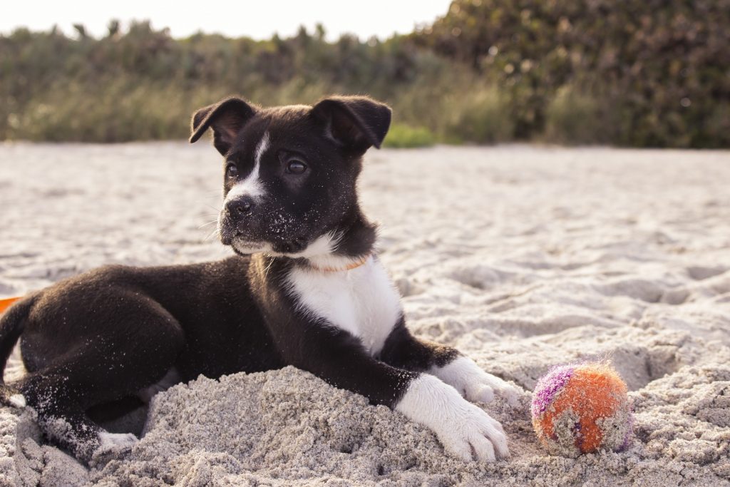 Köpeklerde Hiperaktiflik, Aşırı Hareketlilik