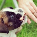 Köpeklerde Isırma Sorunu