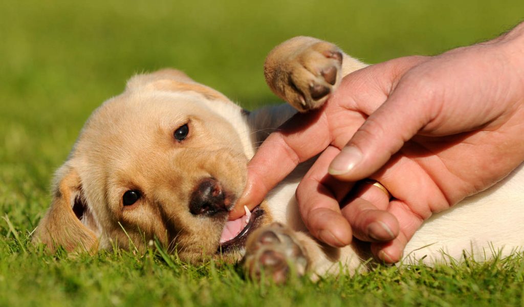 Köpeklerde Isırma Sorunu