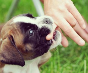 Köpeklerde Isırma Sorunu