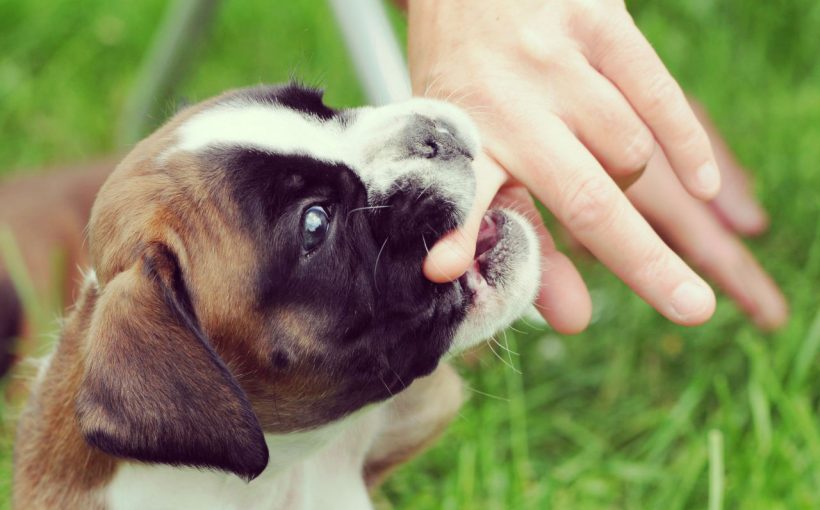 Köpeklerde Isırma Sorunu