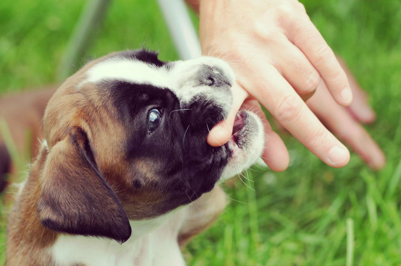 aşılı köpek ısırması