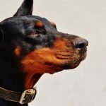 Köpeklerin Aşırı Havlaması