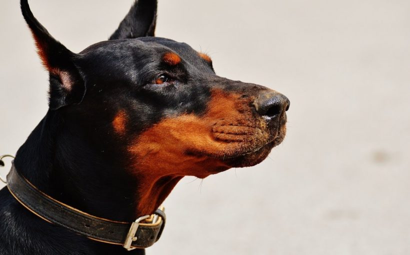 Köpeklerin Aşırı Havlaması