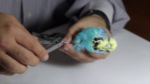 Muhabbet Kuşu Tırnak Kesimi