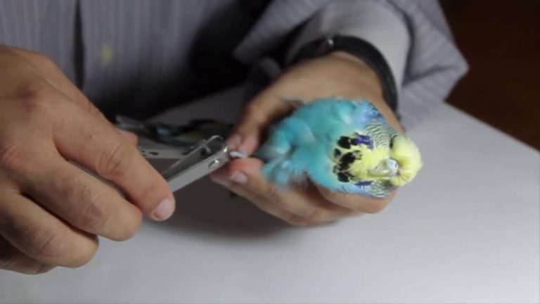 Muhabbet Kuşu Tırnak Kesimi