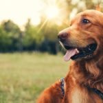 Köpeklerde Dış Parazit Türleri ve Tedavisi