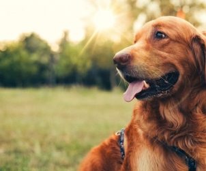Köpeklerde Dış Parazit Türleri ve Tedavisi