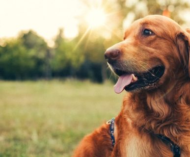 Köpeklerde Dış Parazit Türleri ve Tedavisi