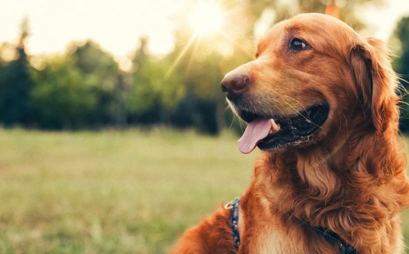 Köpeklerde Dış Parazit Türleri ve Tedavisi