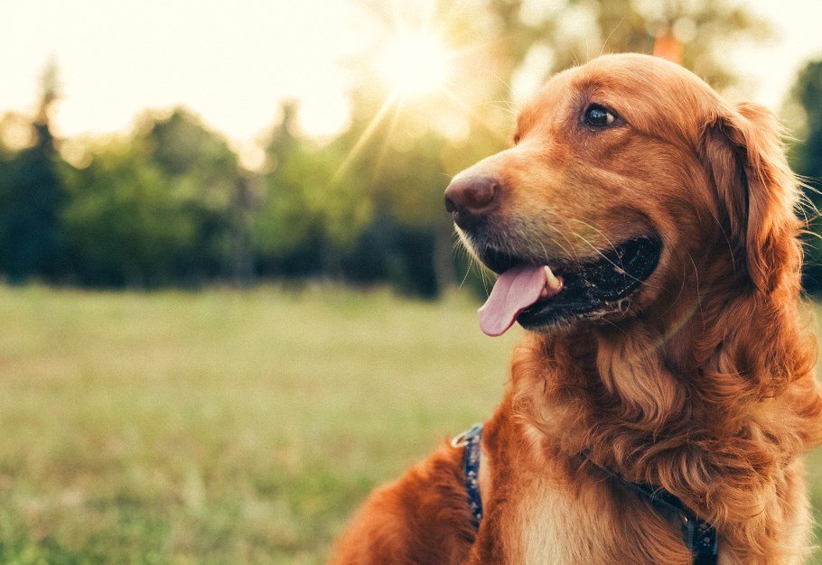 yavru köpek iç parazit hapı