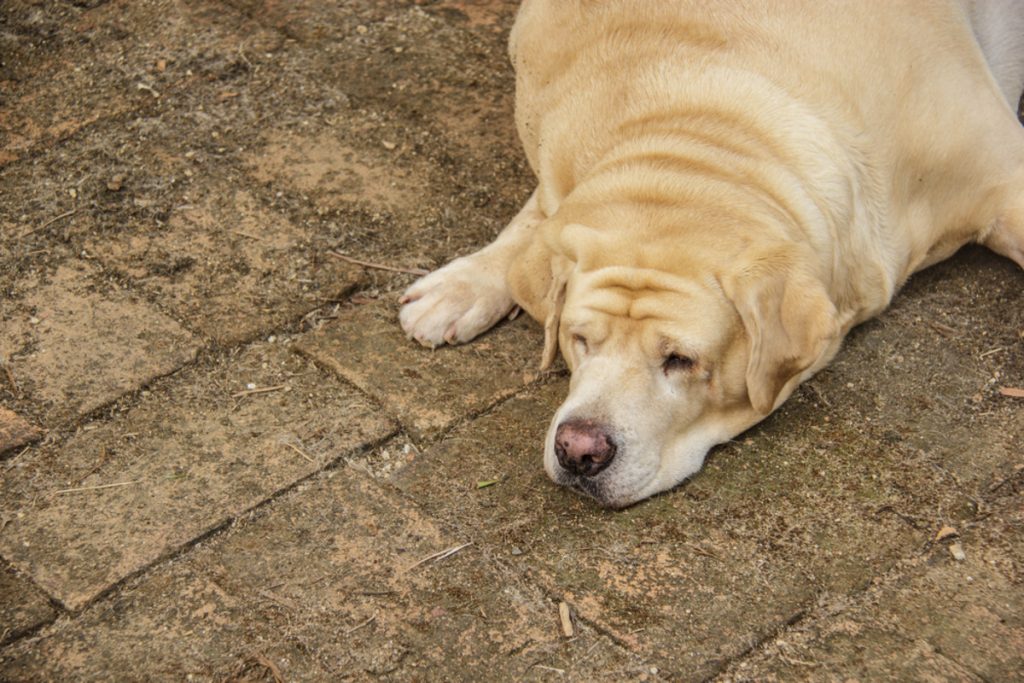 Köpeklerde Obezite