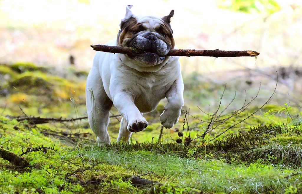 Köpeklerde Obezite