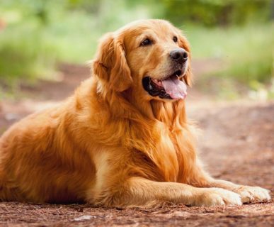 Köpeklerde Obezite